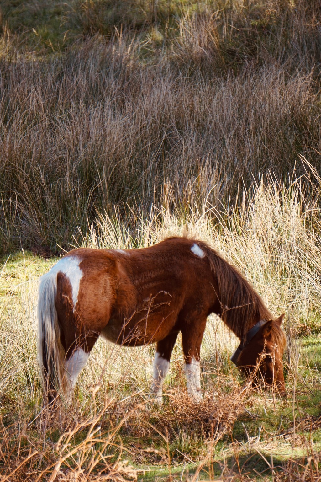 La Rhune and Guéthary – mountain and beach on the same day (Part&nbsp;⅓)